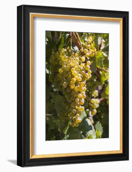 Australia, Clare Valley, Sevenhill, Winery Vineyard-Walter Bibikow-Framed Photographic Print