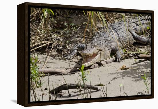 Australia, Daintree National Park, Daintree River. Saltwater Crocodile-Cindy Miller Hopkins-Framed Premier Image Canvas