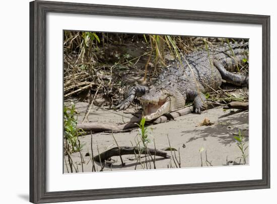 Australia, Daintree National Park, Daintree River. Saltwater Crocodile-Cindy Miller Hopkins-Framed Photographic Print