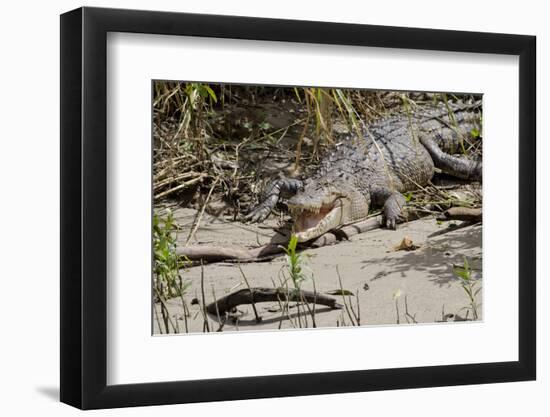 Australia, Daintree National Park, Daintree River. Saltwater Crocodile-Cindy Miller Hopkins-Framed Photographic Print