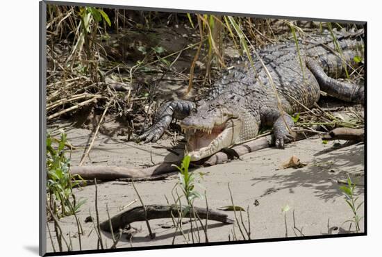 Australia, Daintree National Park, Daintree River. Saltwater Crocodile-Cindy Miller Hopkins-Mounted Photographic Print