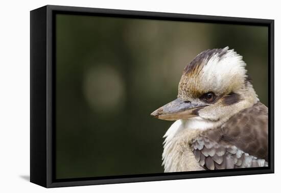 Australia. Dandenong, Grants Reserve. Kingfisher Laughing Kookaburra-Cindy Miller Hopkins-Framed Premier Image Canvas