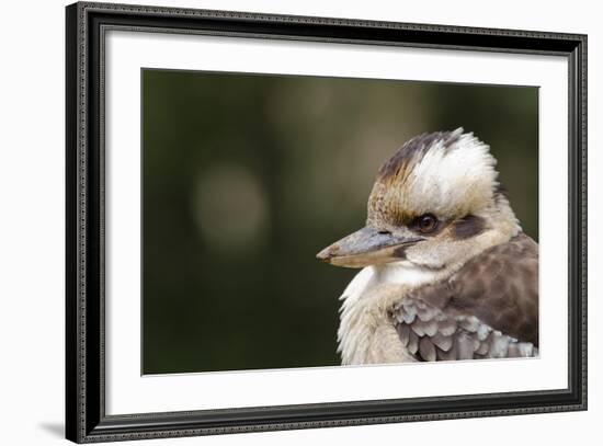 Australia. Dandenong, Grants Reserve. Kingfisher Laughing Kookaburra-Cindy Miller Hopkins-Framed Photographic Print