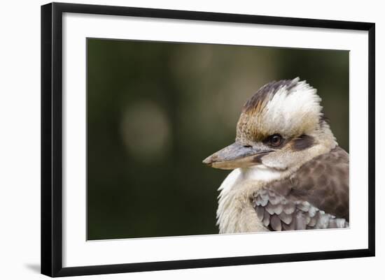 Australia. Dandenong, Grants Reserve. Kingfisher Laughing Kookaburra-Cindy Miller Hopkins-Framed Photographic Print