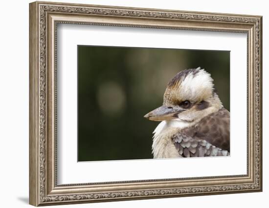 Australia. Dandenong, Grants Reserve. Kingfisher Laughing Kookaburra-Cindy Miller Hopkins-Framed Photographic Print