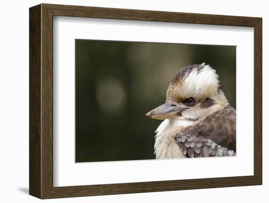 Australia. Dandenong, Grants Reserve. Kingfisher Laughing Kookaburra-Cindy Miller Hopkins-Framed Photographic Print