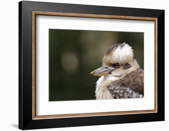 Australia. Dandenong, Grants Reserve. Kingfisher Laughing Kookaburra-Cindy Miller Hopkins-Framed Photographic Print