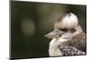 Australia. Dandenong, Grants Reserve. Kingfisher Laughing Kookaburra-Cindy Miller Hopkins-Mounted Photographic Print