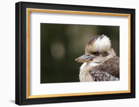 Australia. Dandenong, Grants Reserve. Kingfisher Laughing Kookaburra-Cindy Miller Hopkins-Framed Photographic Print