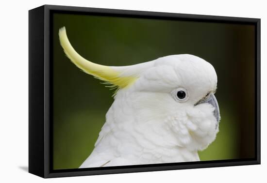 Australia, Dandenong National Park, Grants Reserve. Sulphur Crested Cockatoo-Cindy Miller Hopkins-Framed Premier Image Canvas