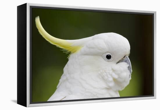 Australia, Dandenong National Park, Grants Reserve. Sulphur Crested Cockatoo-Cindy Miller Hopkins-Framed Premier Image Canvas