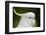 Australia, Dandenong National Park, Grants Reserve. Sulphur Crested Cockatoo-Cindy Miller Hopkins-Framed Photographic Print