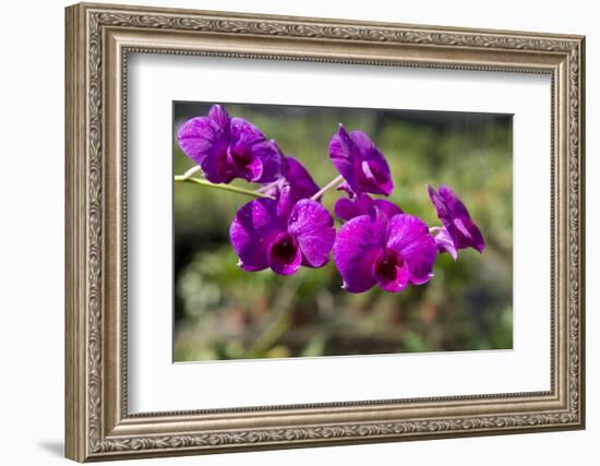 Australia, Darwin. Jennys Orchid Garden. Orchids with Water Droplets-Cindy Miller Hopkins-Framed Photographic Print