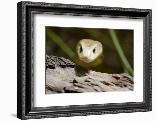 Australia, Darwin. Territory Wildlife Park. Coastal Taipan-Cindy Miller Hopkins-Framed Photographic Print