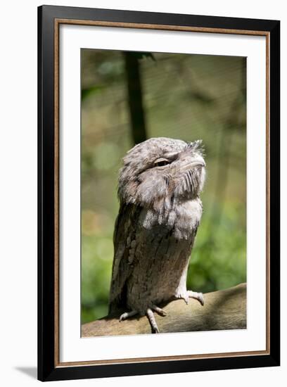 Australia, Darwin. Territory Wildlife Park. Tawny Frogmouth-Cindy Miller Hopkins-Framed Photographic Print