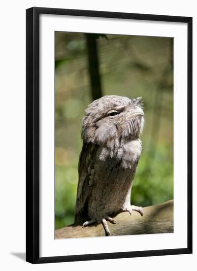 Australia, Darwin. Territory Wildlife Park. Tawny Frogmouth-Cindy Miller Hopkins-Framed Photographic Print