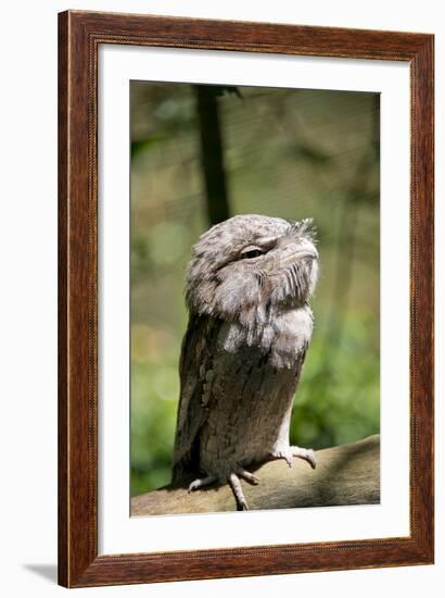 Australia, Darwin. Territory Wildlife Park. Tawny Frogmouth-Cindy Miller Hopkins-Framed Photographic Print