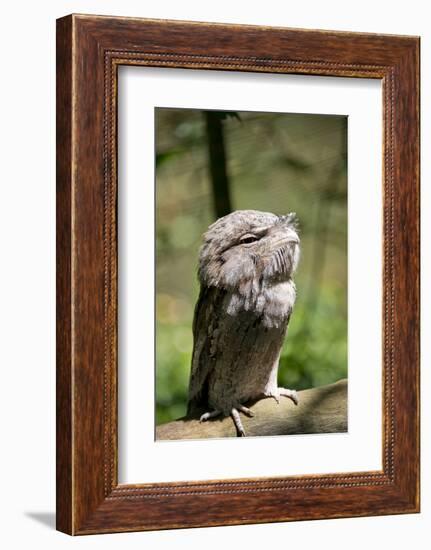 Australia, Darwin. Territory Wildlife Park. Tawny Frogmouth-Cindy Miller Hopkins-Framed Photographic Print