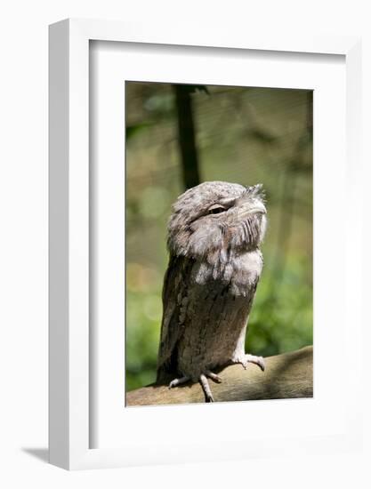 Australia, Darwin. Territory Wildlife Park. Tawny Frogmouth-Cindy Miller Hopkins-Framed Photographic Print