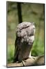 Australia, Darwin. Territory Wildlife Park. Tawny Frogmouth-Cindy Miller Hopkins-Mounted Photographic Print