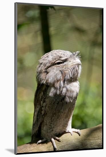 Australia, Darwin. Territory Wildlife Park. Tawny Frogmouth-Cindy Miller Hopkins-Mounted Photographic Print