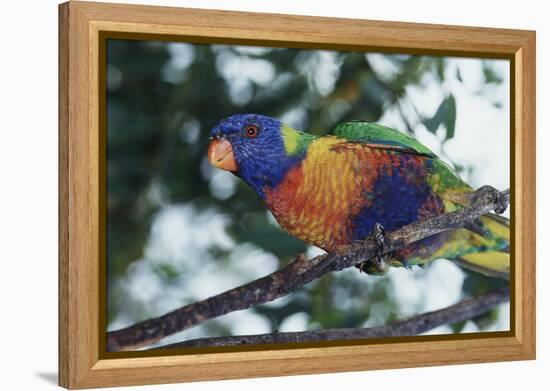 Australia, Eastern States of Australia, Close Up of Rainbow Lorikeet-Peter Skinner-Framed Premier Image Canvas