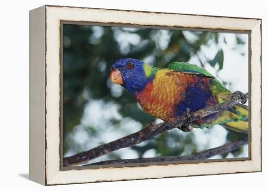 Australia, Eastern States of Australia, Close Up of Rainbow Lorikeet-Peter Skinner-Framed Premier Image Canvas