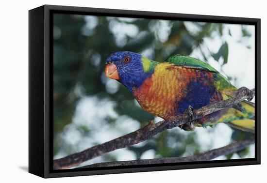 Australia, Eastern States of Australia, Close Up of Rainbow Lorikeet-Peter Skinner-Framed Premier Image Canvas