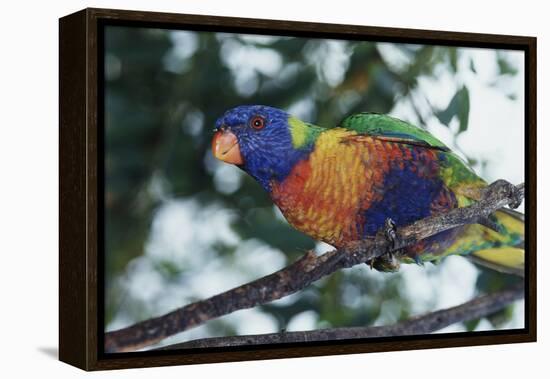 Australia, Eastern States of Australia, Close Up of Rainbow Lorikeet-Peter Skinner-Framed Premier Image Canvas