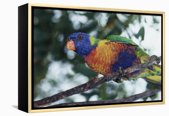 Australia, Eastern States of Australia, Close Up of Rainbow Lorikeet-Peter Skinner-Framed Premier Image Canvas