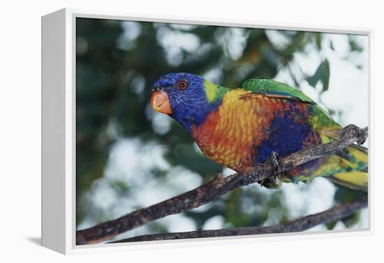 Australia, Eastern States of Australia, Close Up of Rainbow Lorikeet-Peter Skinner-Framed Premier Image Canvas