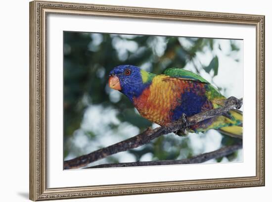 Australia, Eastern States of Australia, Close Up of Rainbow Lorikeet-Peter Skinner-Framed Photographic Print