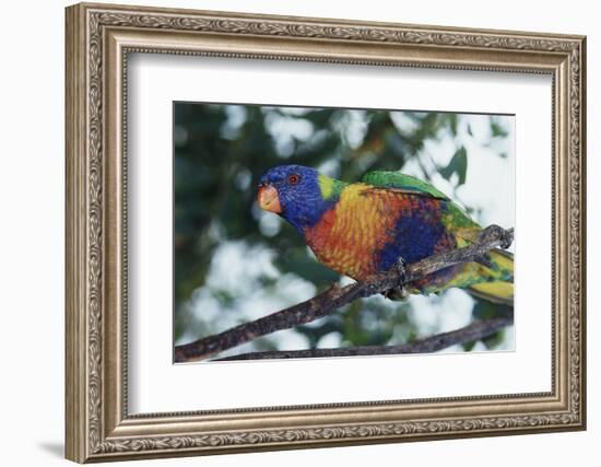 Australia, Eastern States of Australia, Close Up of Rainbow Lorikeet-Peter Skinner-Framed Photographic Print