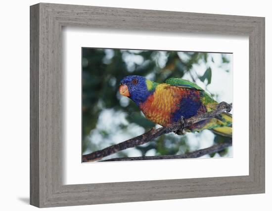 Australia, Eastern States of Australia, Close Up of Rainbow Lorikeet-Peter Skinner-Framed Photographic Print