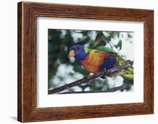 Australia, Eastern States of Australia, Close Up of Rainbow Lorikeet-Peter Skinner-Framed Photographic Print