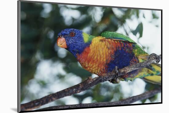 Australia, Eastern States of Australia, Close Up of Rainbow Lorikeet-Peter Skinner-Mounted Photographic Print