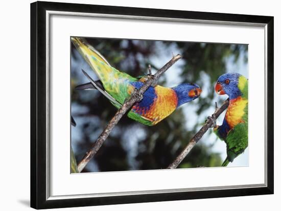 Australia, Eastern States of Australia, Close Up of Rainbow Lorikeets-Peter Skinner-Framed Photographic Print