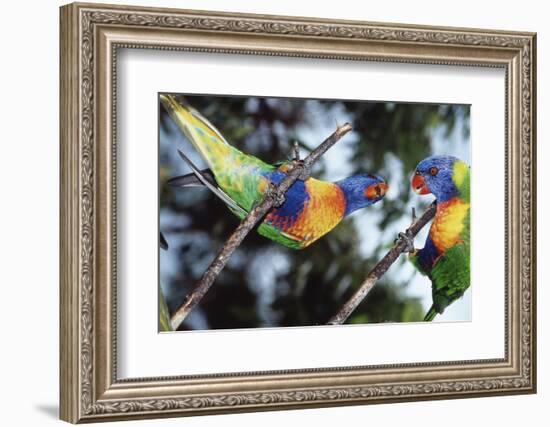 Australia, Eastern States of Australia, Close Up of Rainbow Lorikeets-Peter Skinner-Framed Photographic Print