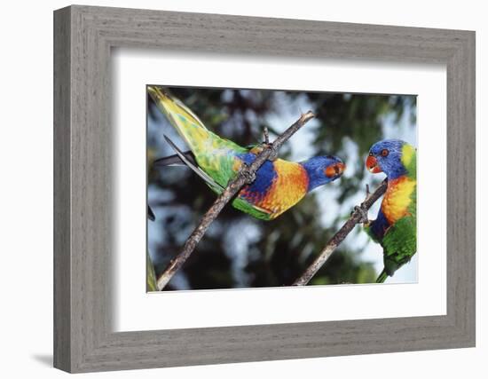 Australia, Eastern States of Australia, Close Up of Rainbow Lorikeets-Peter Skinner-Framed Photographic Print