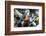 Australia, Eastern States of Australia, Close Up of Rainbow Lorikeets-Peter Skinner-Framed Photographic Print