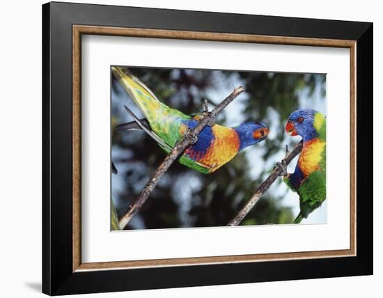 Australia, Eastern States of Australia, Close Up of Rainbow Lorikeets-Peter Skinner-Framed Photographic Print