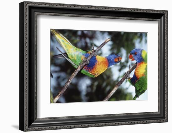 Australia, Eastern States of Australia, Close Up of Rainbow Lorikeets-Peter Skinner-Framed Photographic Print