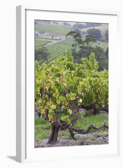 Australia, Fleurieu Peninsula, Mclaren Vale Wine Region, Vineyard View-Walter Bibikow-Framed Photographic Print