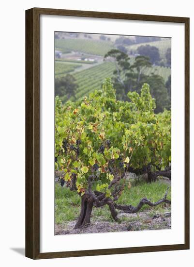 Australia, Fleurieu Peninsula, Mclaren Vale Wine Region, Vineyard View-Walter Bibikow-Framed Photographic Print