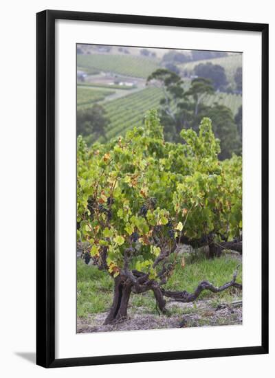 Australia, Fleurieu Peninsula, Mclaren Vale Wine Region, Vineyard View-Walter Bibikow-Framed Photographic Print