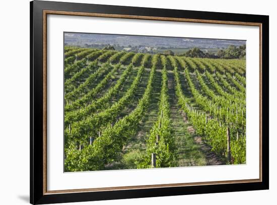 Australia, Fleurieu Peninsula, Mclaren Vale Wine Region, Vineyard View-Walter Bibikow-Framed Photographic Print