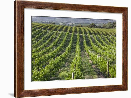 Australia, Fleurieu Peninsula, Mclaren Vale Wine Region, Vineyard View-Walter Bibikow-Framed Photographic Print