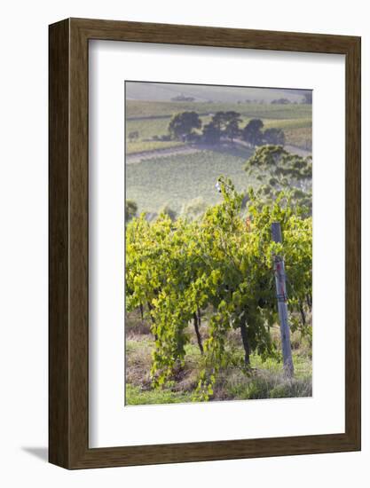 Australia, Fleurieu Peninsula, Mclaren Vale Wine Region, Vineyard View-Walter Bibikow-Framed Photographic Print