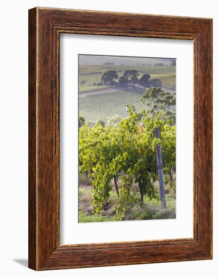 Australia, Fleurieu Peninsula, Mclaren Vale Wine Region, Vineyard View-Walter Bibikow-Framed Photographic Print