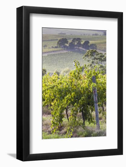 Australia, Fleurieu Peninsula, Mclaren Vale Wine Region, Vineyard View-Walter Bibikow-Framed Photographic Print